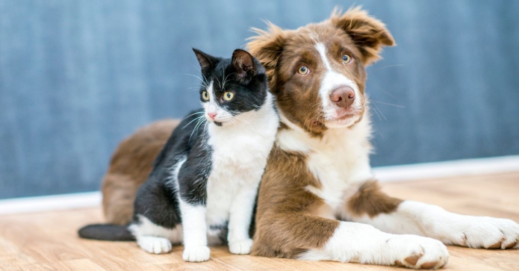 Is it illegal to have a pet? Laws regarding pets in India featured image