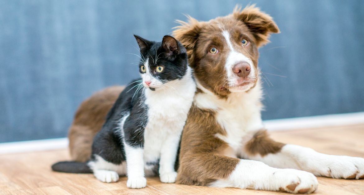 Is it illegal to have a pet? Laws regarding pets in India