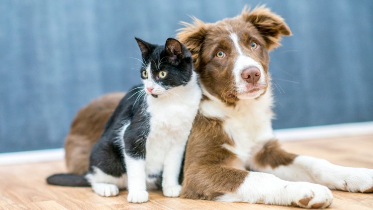 Is it illegal to have a pet? Laws regarding pets in India